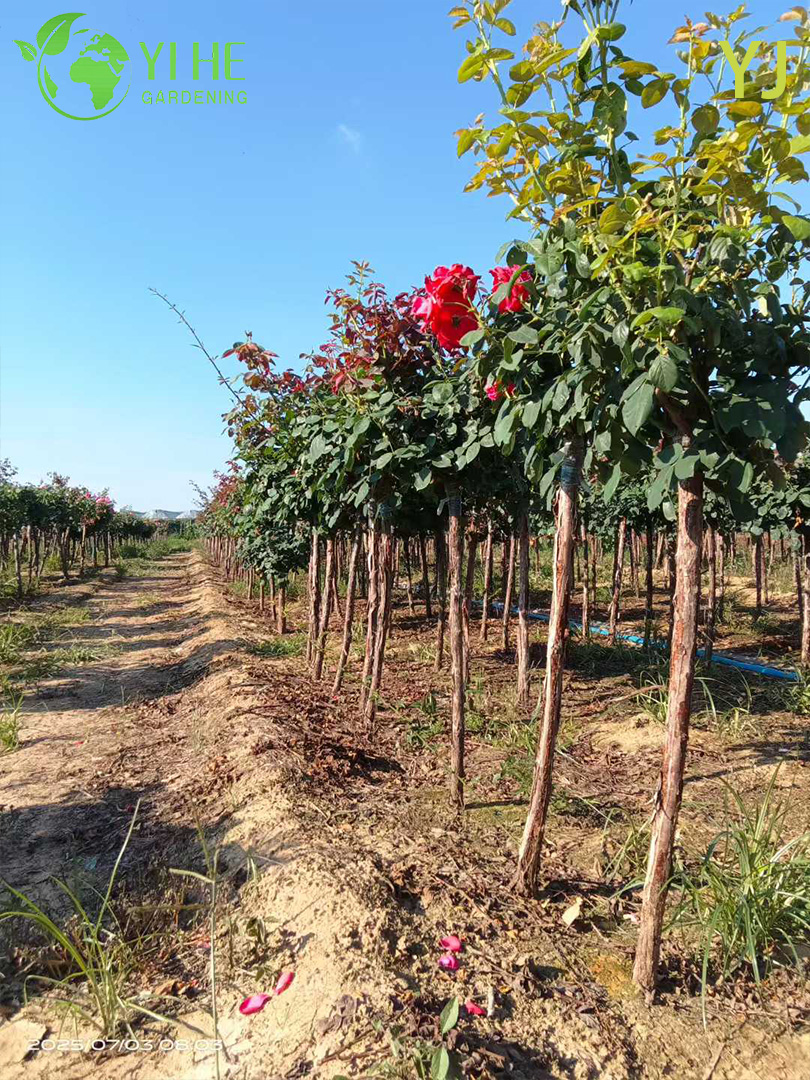 Гибридная Роза (Ремонтантная) – Длительное Обильное Цветение, Опт, Экспорт, Все Сорта
