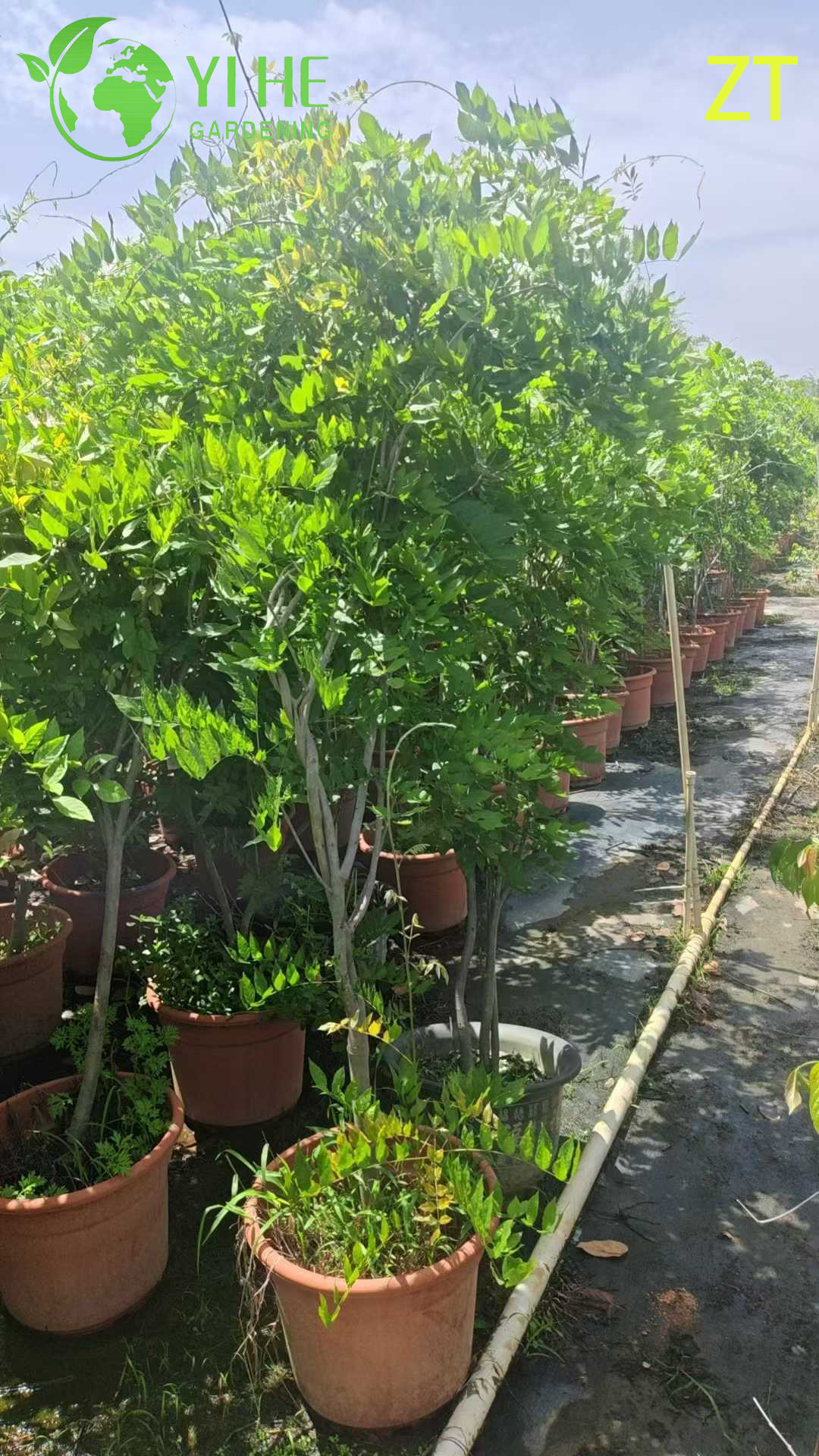 Вистерия Китайская (Глициния) – Ароматная Мощная Лиана, Весеннее Цветение, Опт, Экспорт