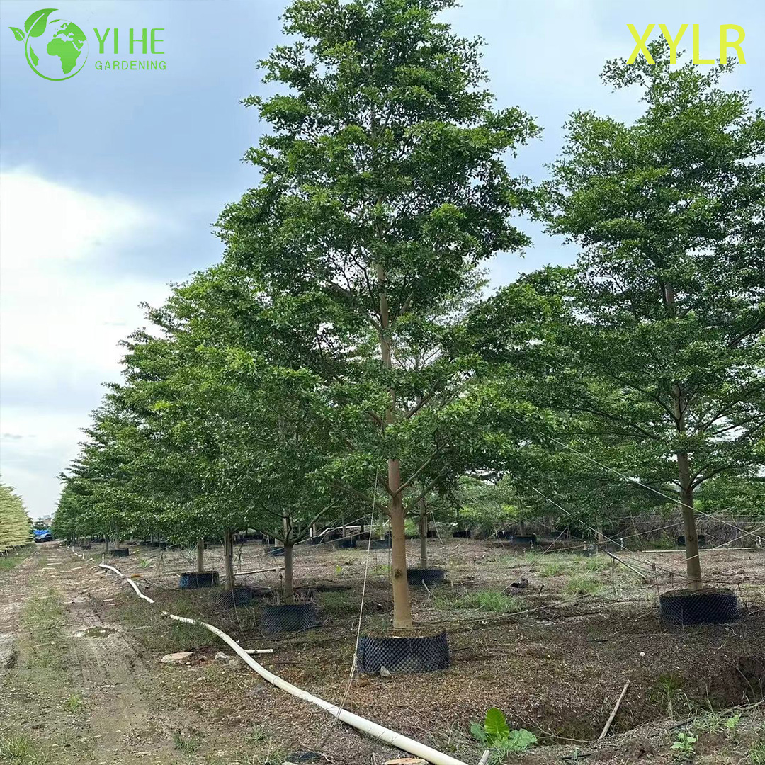 Терминалия Мантали (Слоистая Пагода) – Декоративное Узкое Дерево, Опт, Экспорт