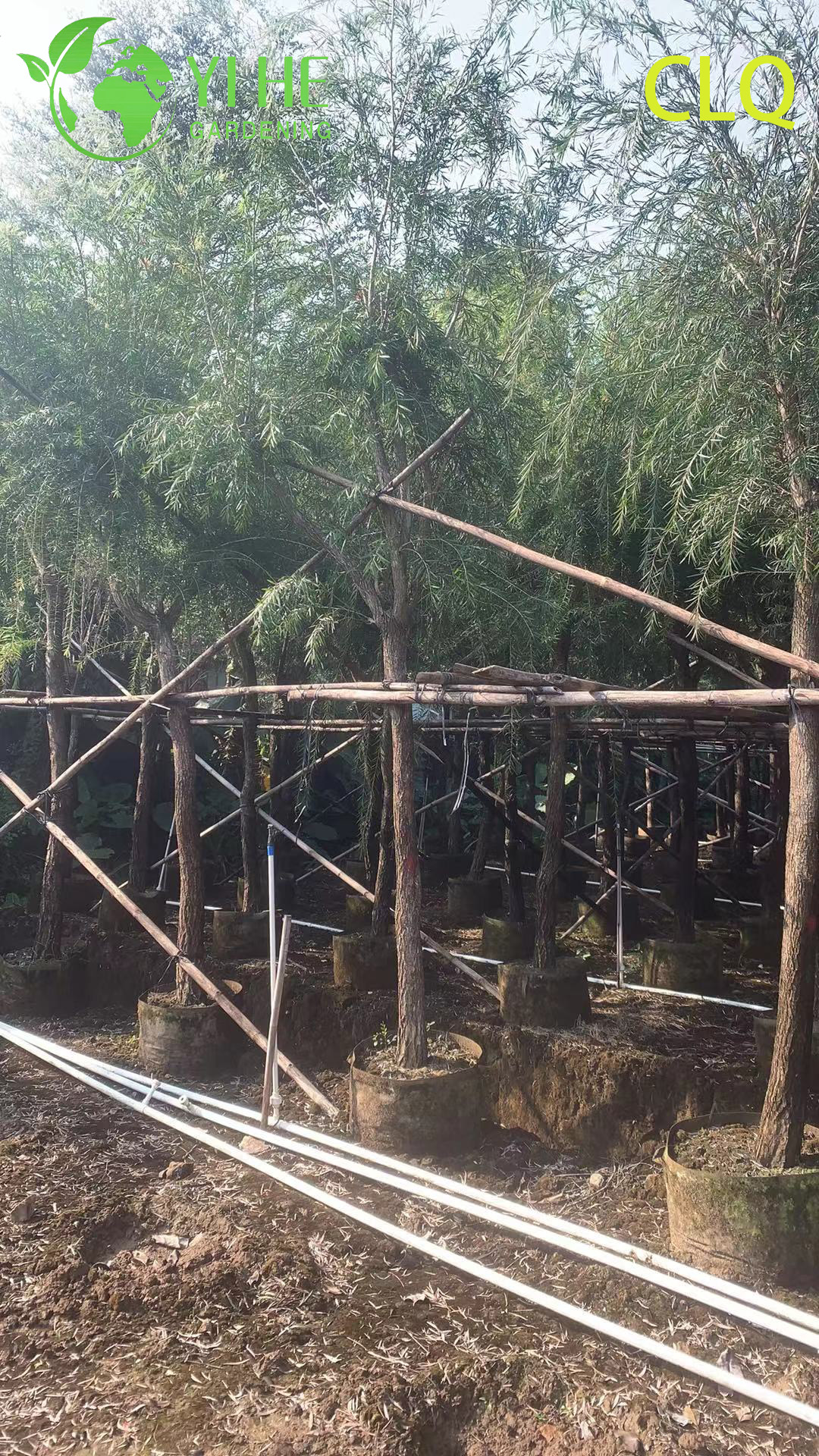 Каллистемон Прутовидный (Краснотычиночник) – Плакучий Кустарник, Оптовая Продажа и Экспорт