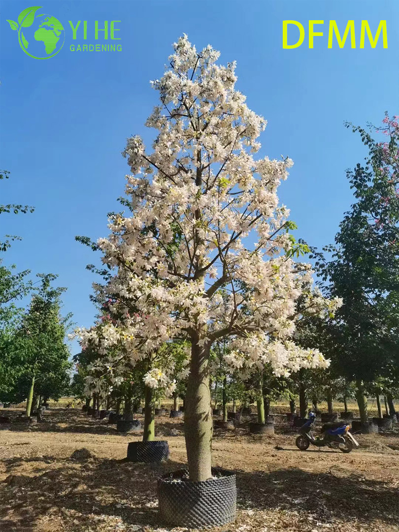 Хоризия Великолепная (Сейба) – Экзотическое Бутылочное Дерево, Опт, Экспорт