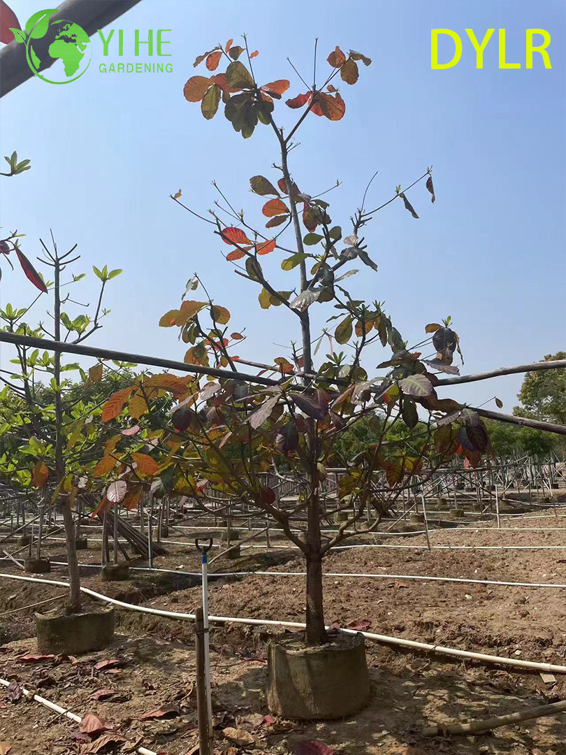 Терминалия Катаппа (Морской Миндаль) – Широколиственное Дерево, Оптовые Поставки и Экспорт