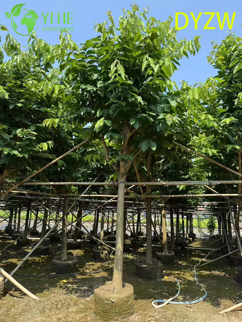 Лагерстремия Красивая (Индийская Сирень) – Крупное Декоративное Дерево, Опт и Экспорт