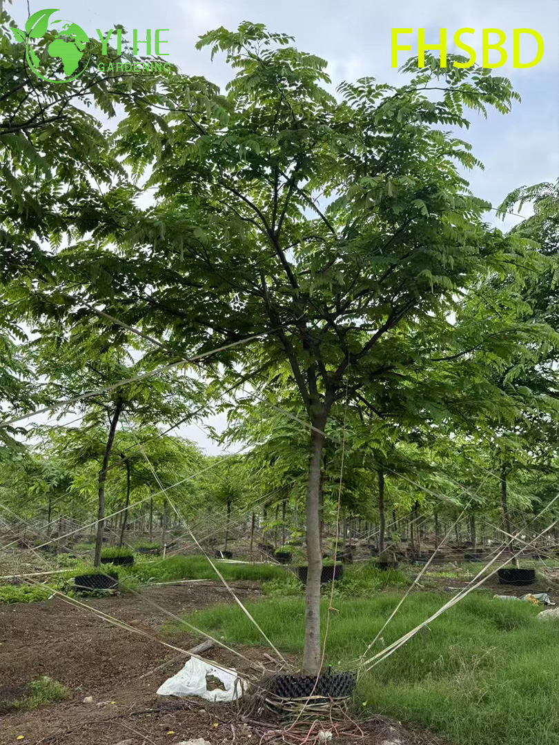 Кассия Крупная (Розовая Кассия) – Быстрорастущее Тропическое Дерево, Опт, Экспорт