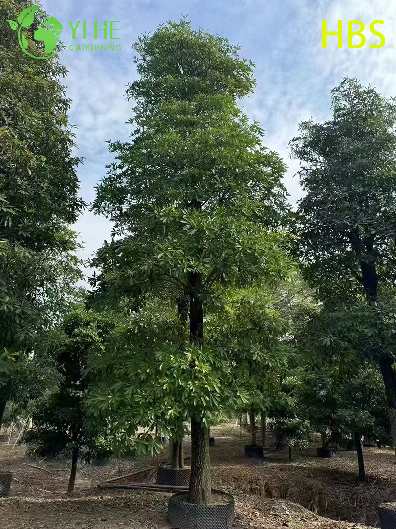 Алстония Ученая (Черное Дерево) – Крупное Вечнозеленое Дерево, Оптовые Поставки, Экспорт
