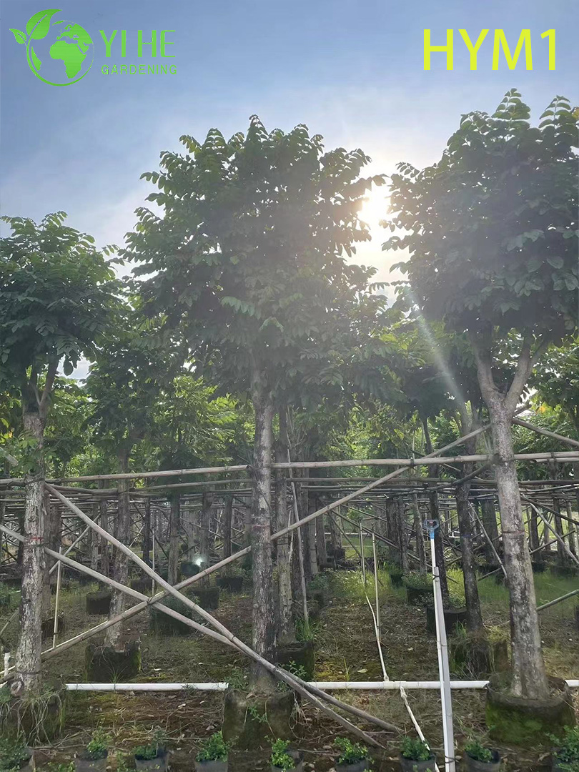 Сарака Священная (Ашока) – Вечнозеленое Лечебное Дерево, Оптовая Продажа, Экспорт