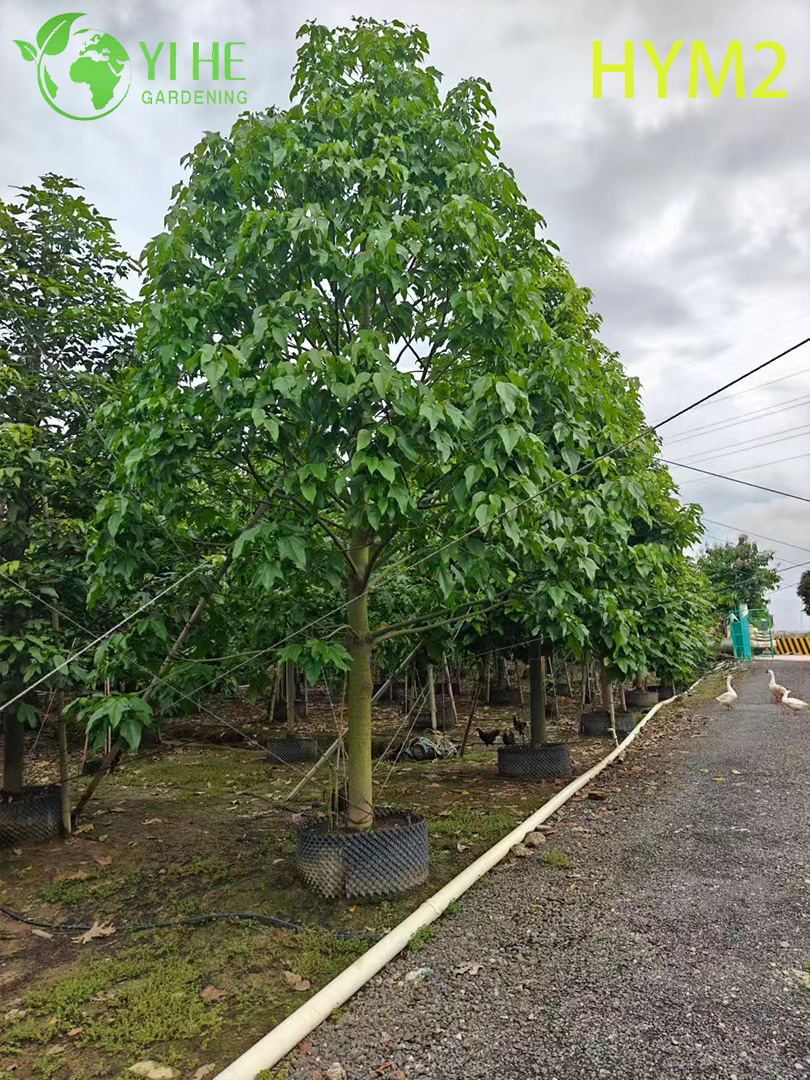 Брахихитон Кленолистный (Огненное Дерево) – Декоративное Бутылочное Дерево, Опт, Экспорт