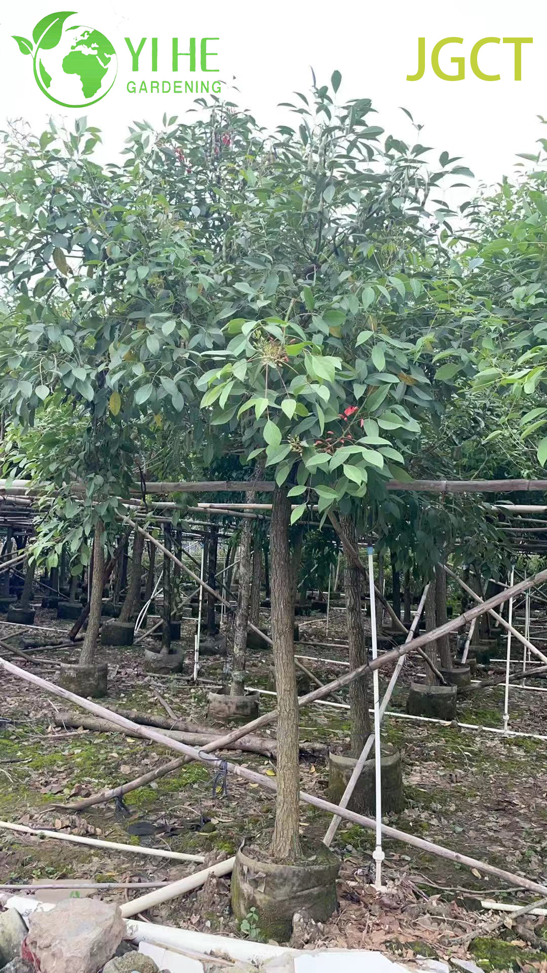 Эритрина Христофорова (Петушиный Гребень) – Декоративный Кустарник, Оптовая Продажа, Экспорт