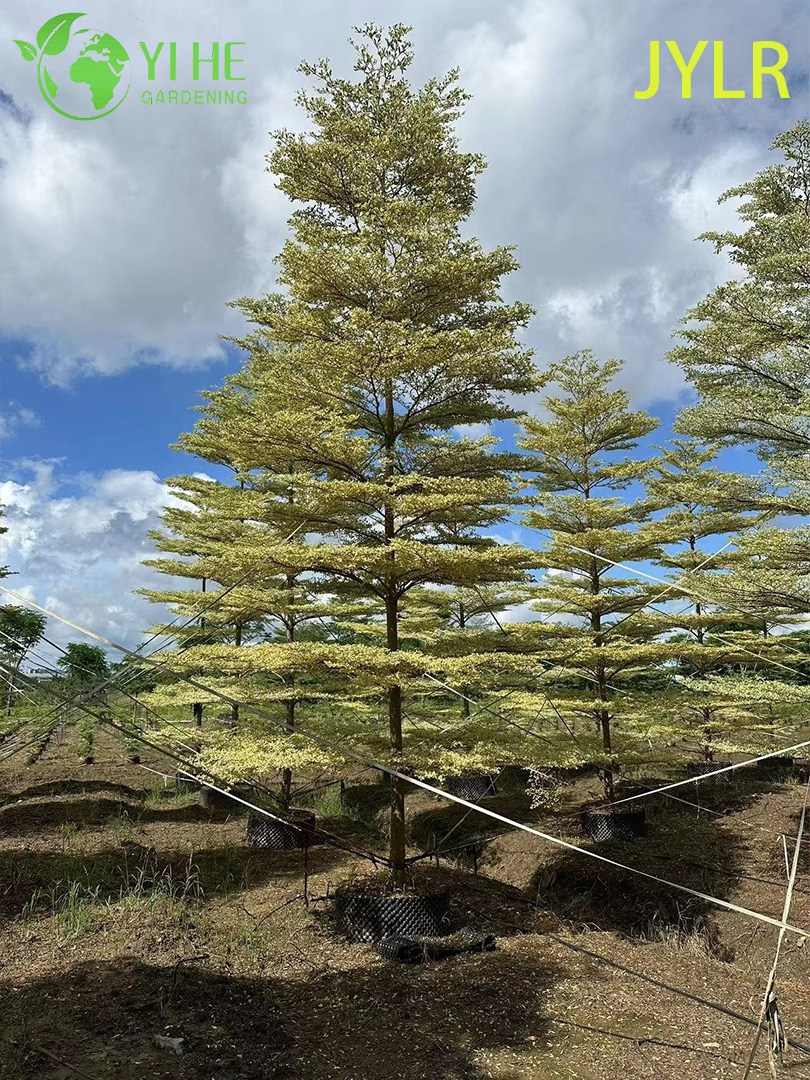 Терминалия Пестролистная (Морской Миндаль) – Редкое Декоративное Дерево, Опт и Экспорт