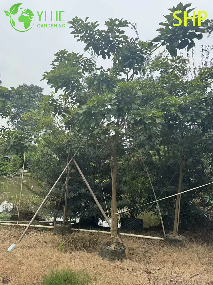 Понгамия Перистая (Каркадж) – Вечнозеленое Биотопливное Дерево, Опт, Экспорт