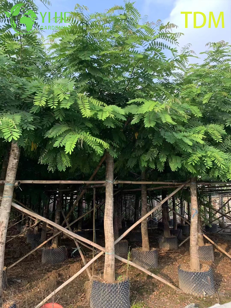 Сенна Сиамская (Железное Дерево) – Быстрорастущее Теневое Дерево, Опт, Экспорт