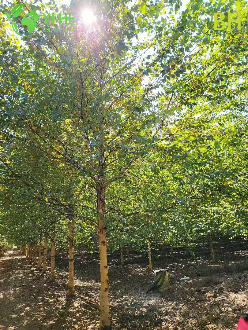 Береза Широколистная – Морозостойкое Декоративное Дерево, Ценная Древесина, Опт, Экспорт