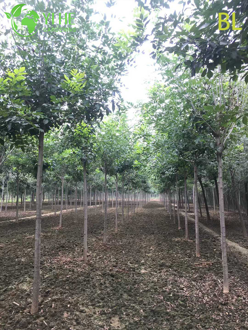 Ясень Китайский (Фрасинус) – Быстрорастущее Листопадное Дерево, Ценная Древесина, Опт