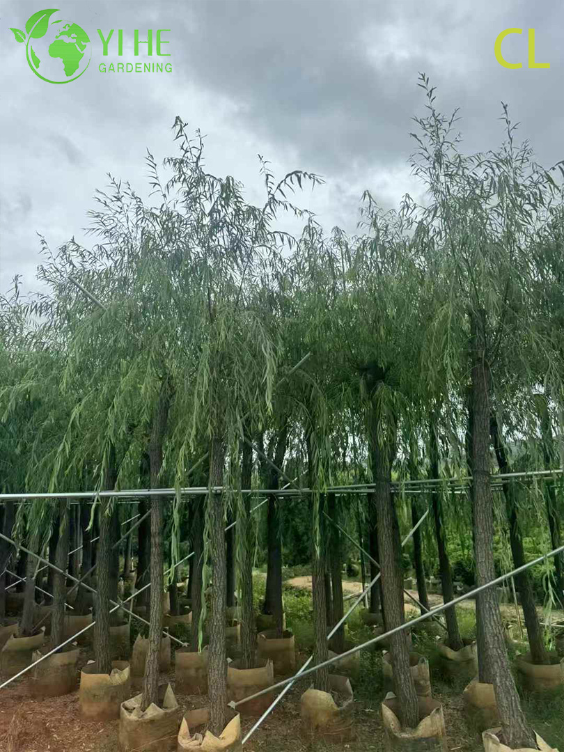 Ива Плакучая (Вавилонская) – Быстрорастущее Дерево для Водоемов, Опт, Экспорт