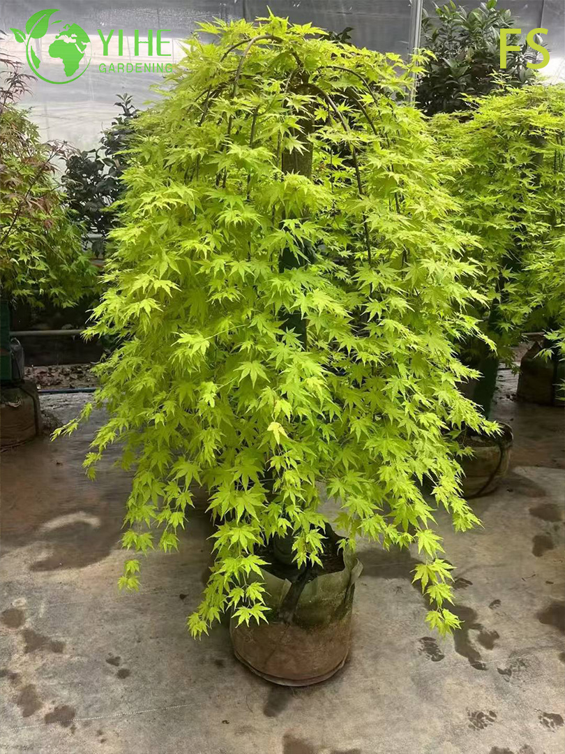 Клен Сахарный (Acer saccharum) – Морозостойкое Дерево, Яркая Осенняя Окраска, Опт