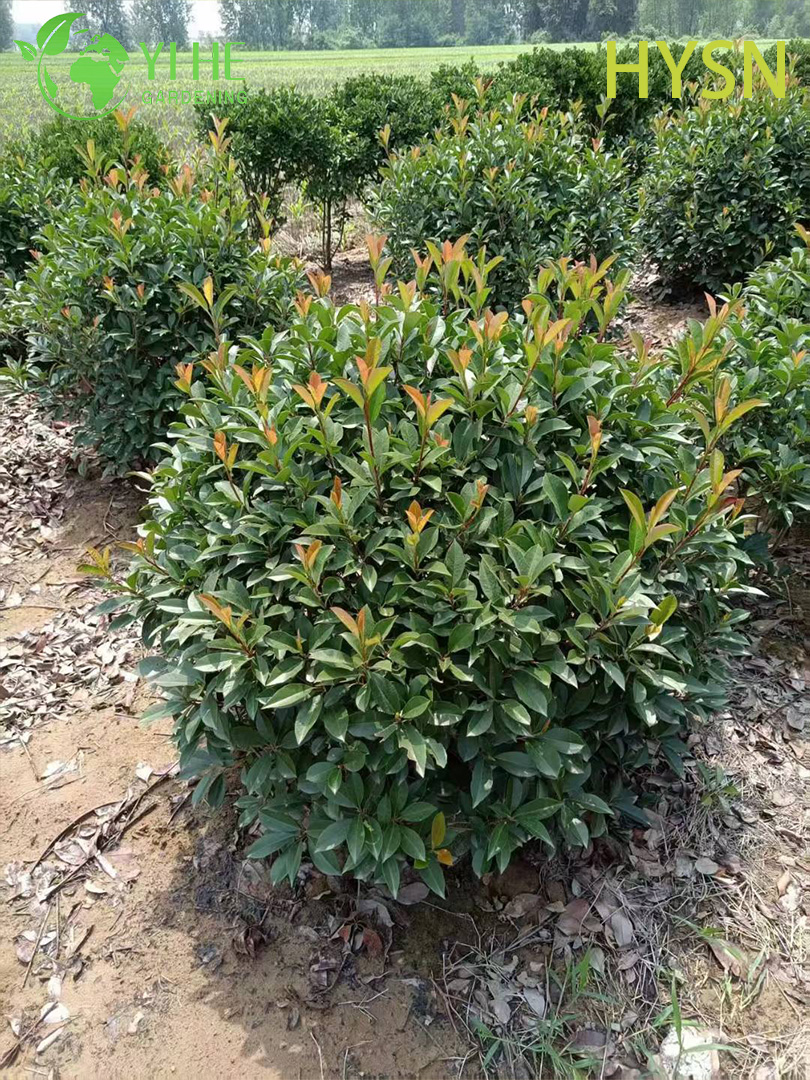 Фотиния Фрэзера (Ред Робин) – Вечнозеленый Кустарник для Живой Изгороди, Опт, Экспорт