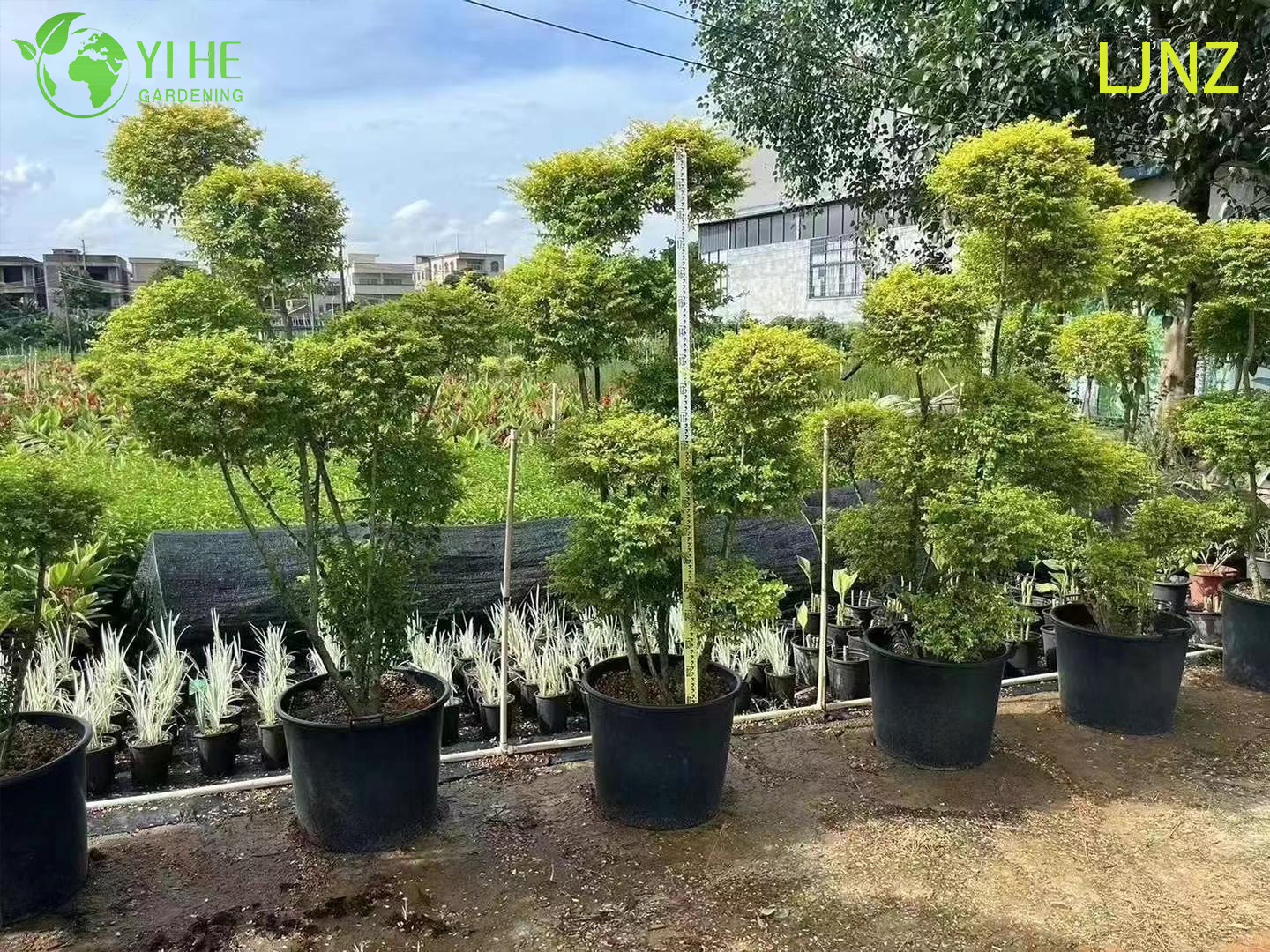 Бирючина Блестящая ‘Брайт Кристал’ – Вечнозеленая Пестролистная Изгородь, Опт, Экспорт