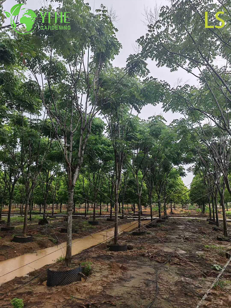 Кёльреутерия Двойноперистая – Золотое Цветение, Красные Плоды, Морозостойкое Теневое Дерево, Опт