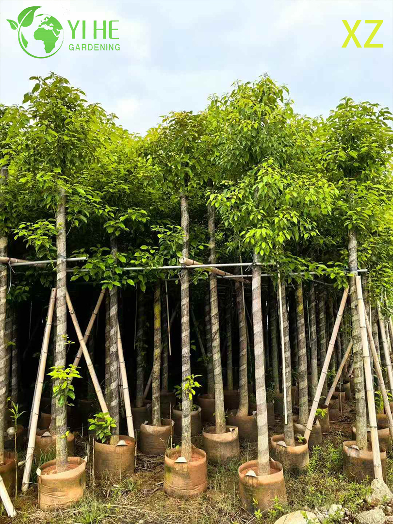 Коричник Камфорный (Камфорное Дерево) – Вечнозеленый Ароматный Солитер, Опт, Экспорт