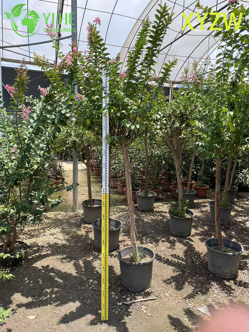 Лагерстремия Индийская (Креповый Мирт) – Длительное Цветение, Зимняя Кора, Опт, Экспорт