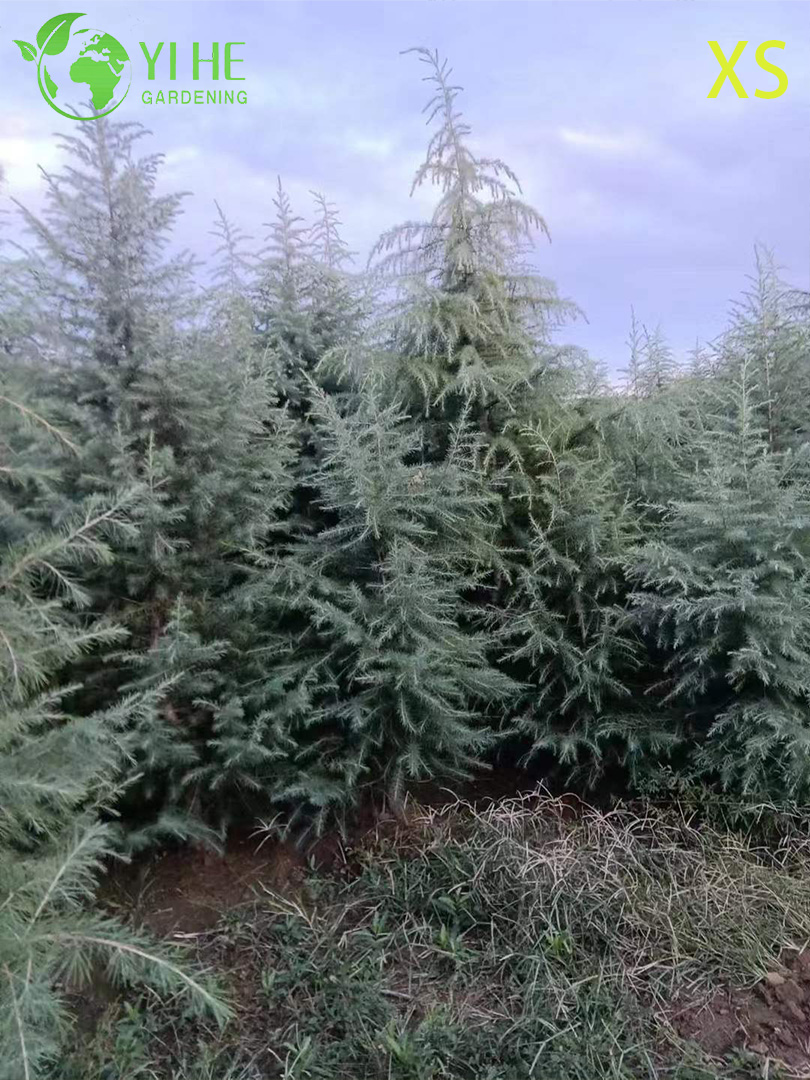 Кедр Гималайский (Дерево Деодар) – Вечнозеленое Хвойное Дерево, Опт, Экспорт