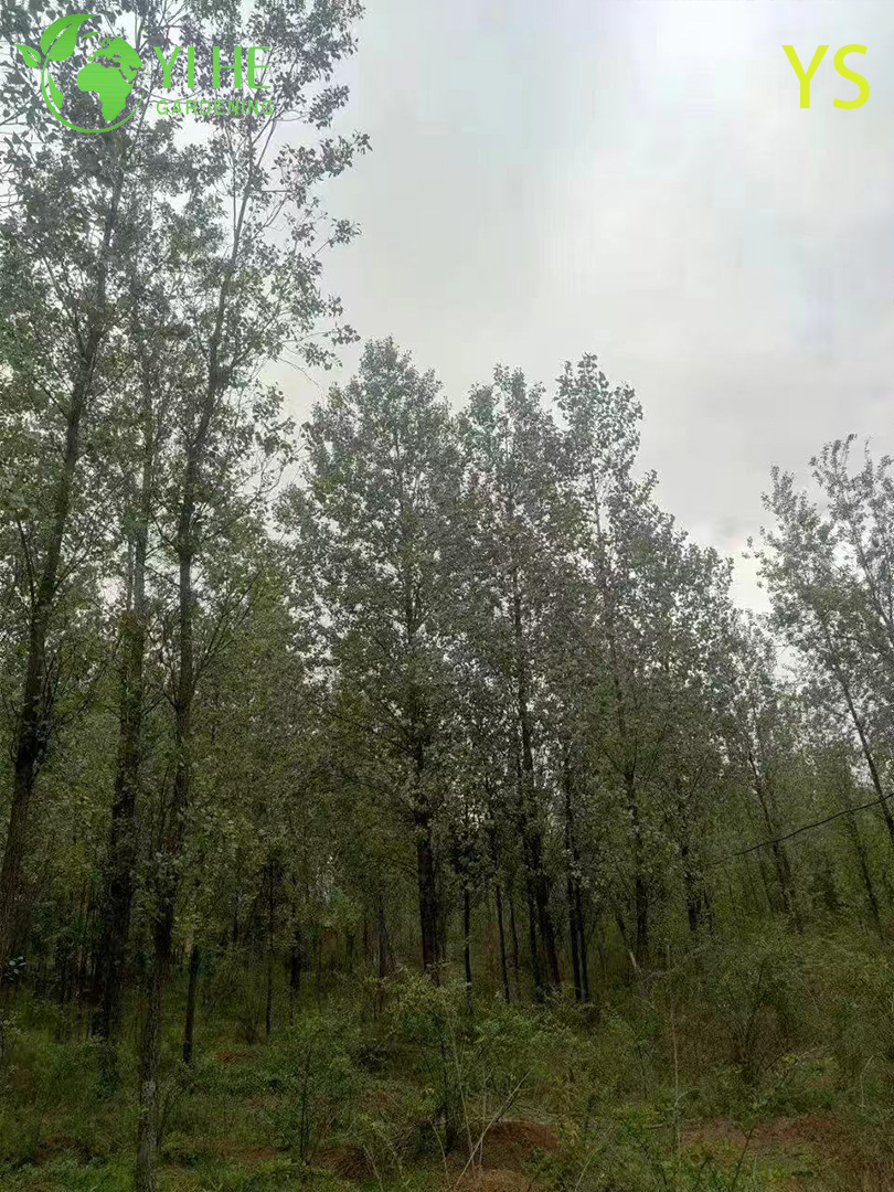 Тополь Пушистый (Populus tomentosa) – Быстрорастущее Дерево для Очистки Воздуха, Морозостойкий, Опт