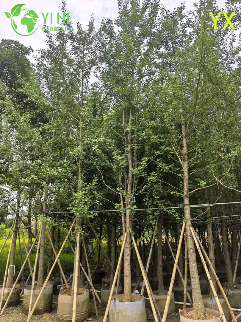 Гинкго Двулопастный (Реликтовое Дерево) – Морозостойкий Солитер, Лечебные Листья, Опт, Экспорт