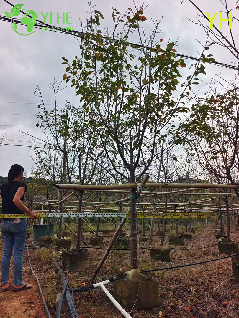 Вишня Йедоэнская (Сакура) – Раннее и Обильное Цветение, Японская, Опт, Экспорт
