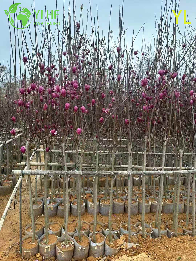 Магнолия Голая (Юлань) – Раннее Ароматное Цветение, Морозостойкое Декоративное Дерево, Опт