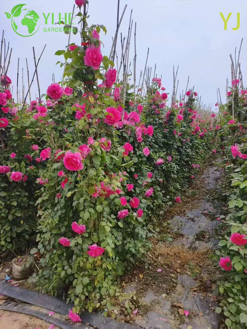 Гибридная Роза (Ремонтантная) – Длительное Обильное Цветение, Опт, Экспорт, Все Сорта