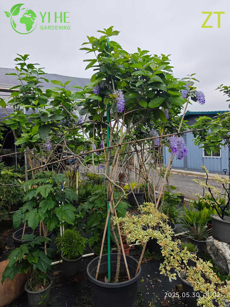 Вистерия Китайская (Глициния) – Ароматная Мощная Лиана, Весеннее Цветение, Опт, Экспорт