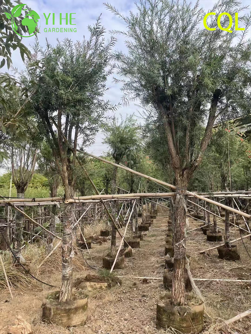 Каллистемон Прутовидный (Краснотычиночник) – Плакучий Кустарник, Оптовая Продажа и Экспорт