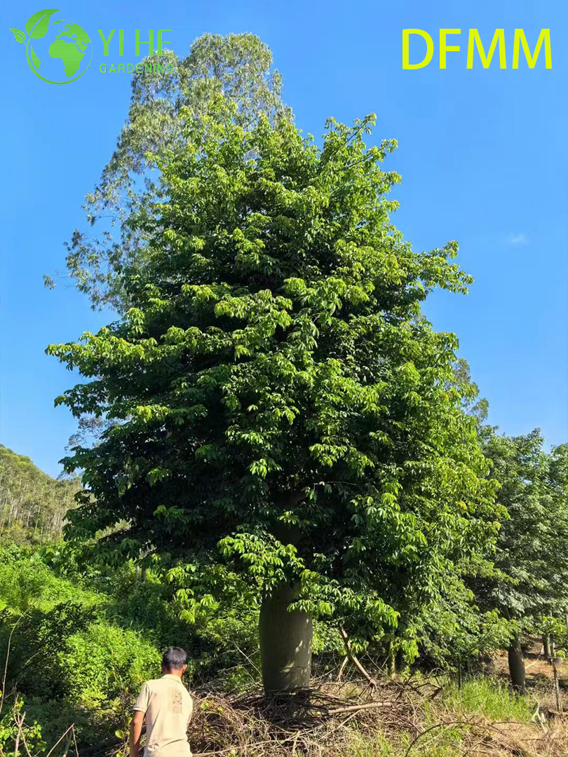 Хоризия Великолепная (Сейба) – Экзотическое Бутылочное Дерево, Опт, Экспорт
