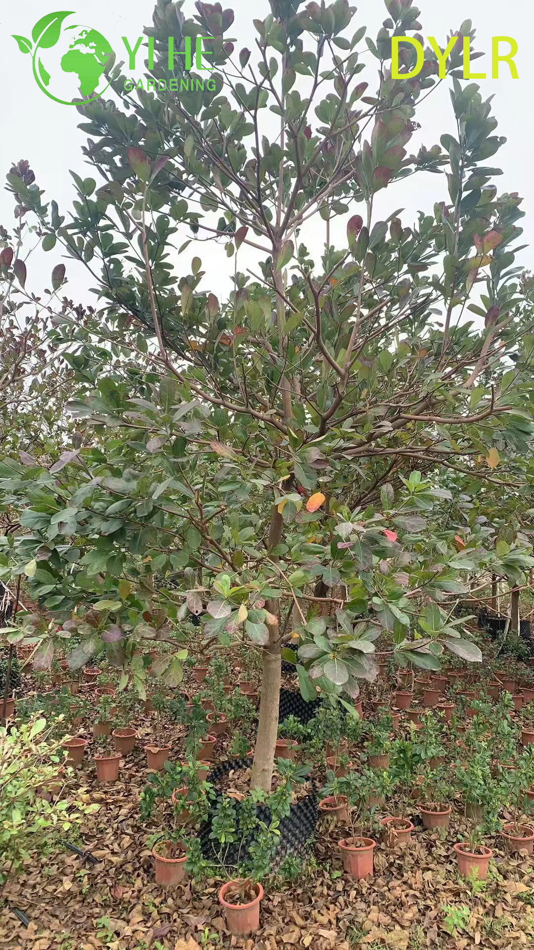 Терминалия Катаппа (Морской Миндаль) – Широколиственное Дерево, Оптовые Поставки и Экспорт