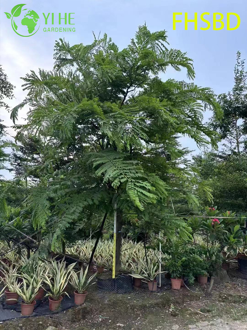 Кассия Крупная (Розовая Кассия) – Быстрорастущее Тропическое Дерево, Опт, Экспорт