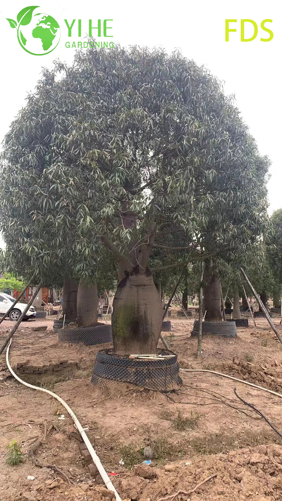 Жатрофа Пузыревидная (Будда-Живот) – Декоративное Каудексное Растение, Опт, Экспорт