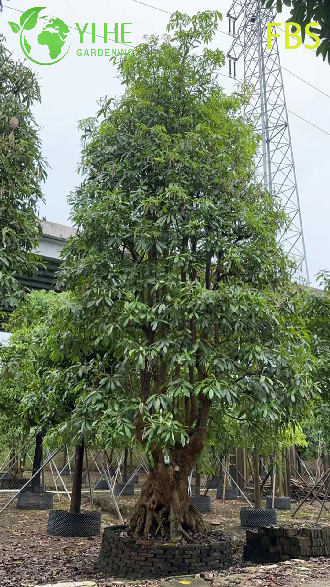 Алстония Ученая (Черное Дерево) – Крупное Вечнозеленое Дерево, Оптовые Поставки, Экспорт