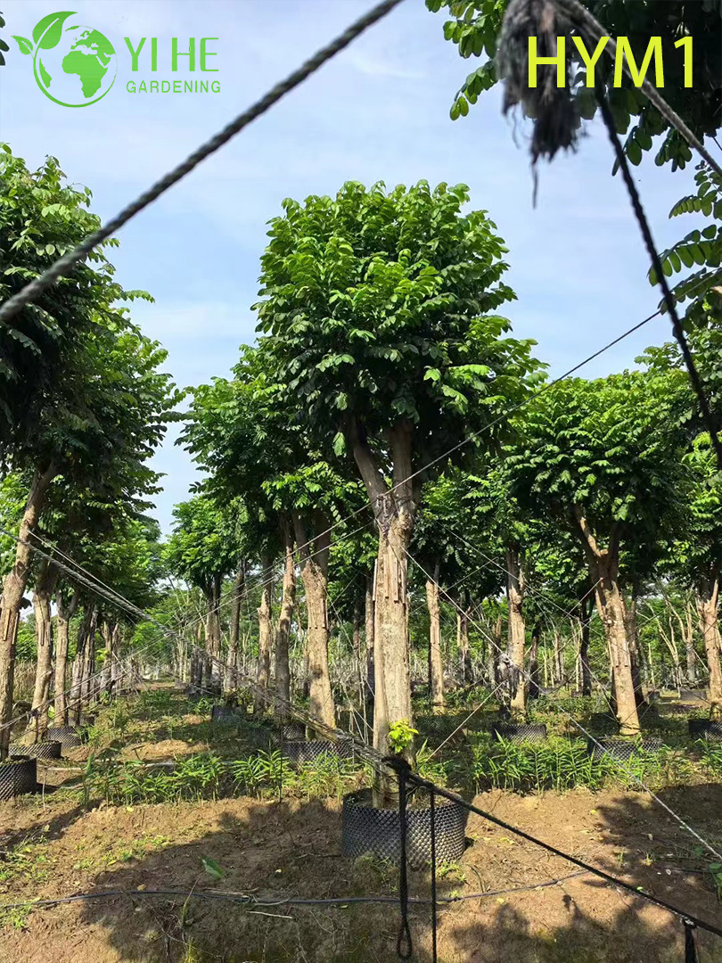 Сарака Священная (Ашока) – Вечнозеленое Лечебное Дерево, Оптовая Продажа, Экспорт