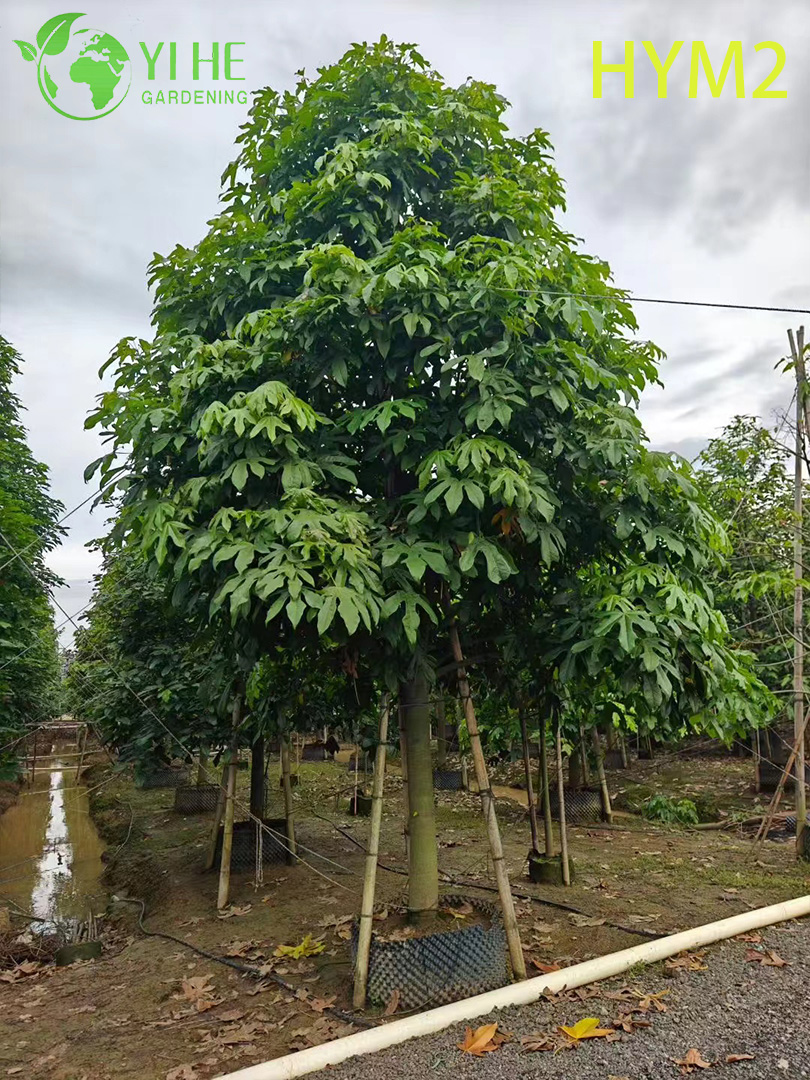 Брахихитон Кленолистный (Огненное Дерево) – Декоративное Бутылочное Дерево, Опт, Экспорт