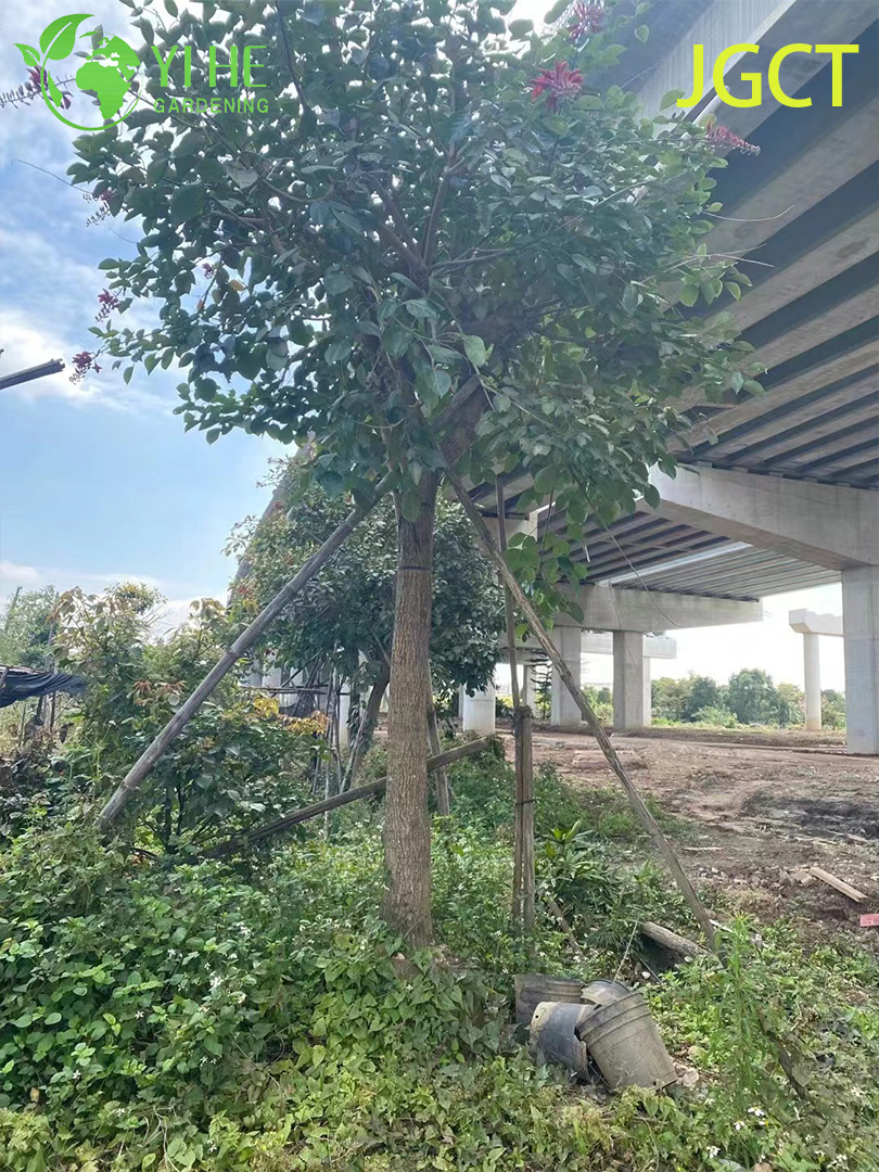 Эритрина Христофорова (Петушиный Гребень) – Декоративный Кустарник, Оптовая Продажа, Экспорт