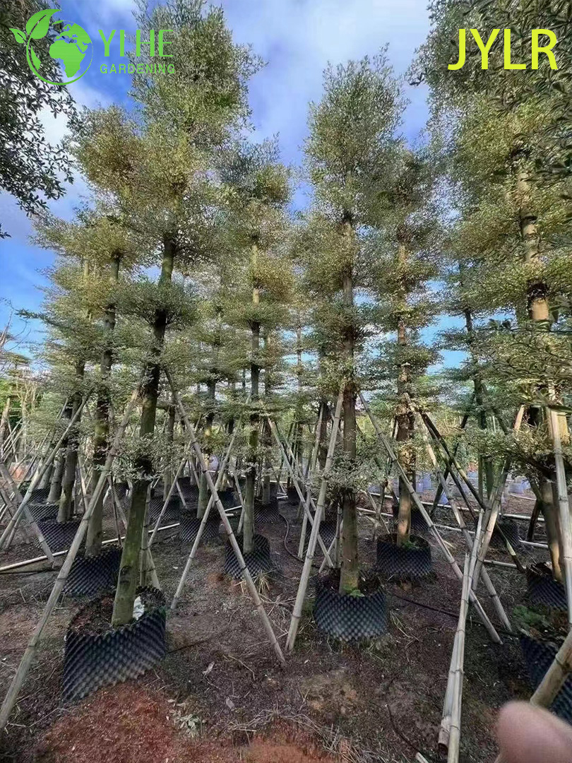 Терминалия Пестролистная (Морской Миндаль) – Редкое Декоративное Дерево, Опт и Экспорт