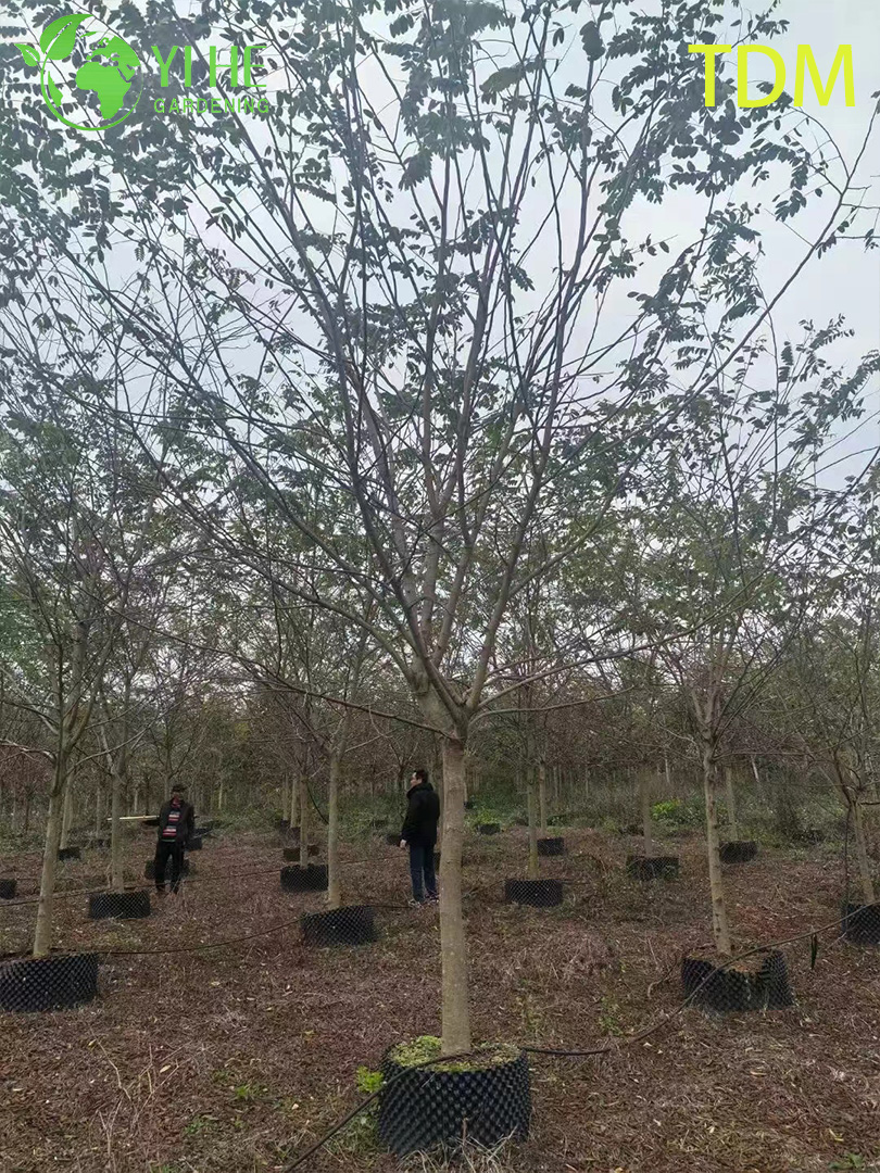 Сенна Сиамская (Железное Дерево) – Быстрорастущее Теневое Дерево, Опт, Экспорт