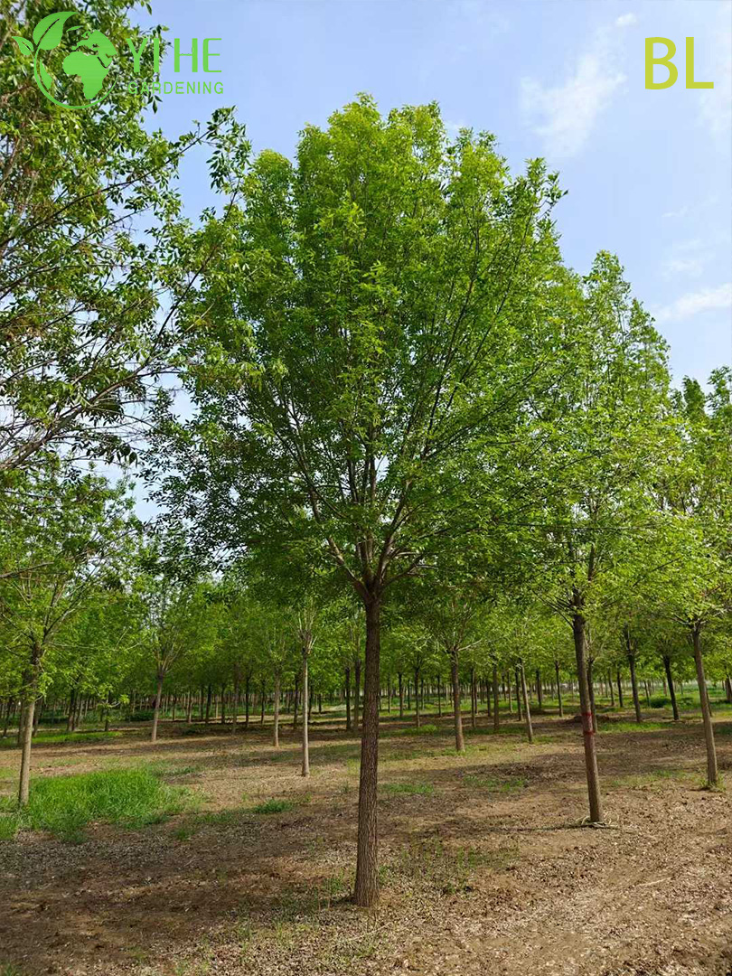 Ясень Китайский (Фрасинус) – Быстрорастущее Листопадное Дерево, Ценная Древесина, Опт