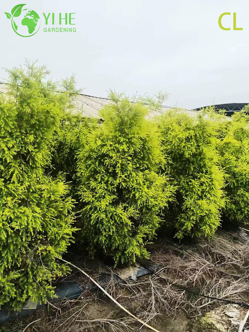 Ива Плакучая (Вавилонская) – Быстрорастущее Дерево для Водоемов, Опт, Экспорт