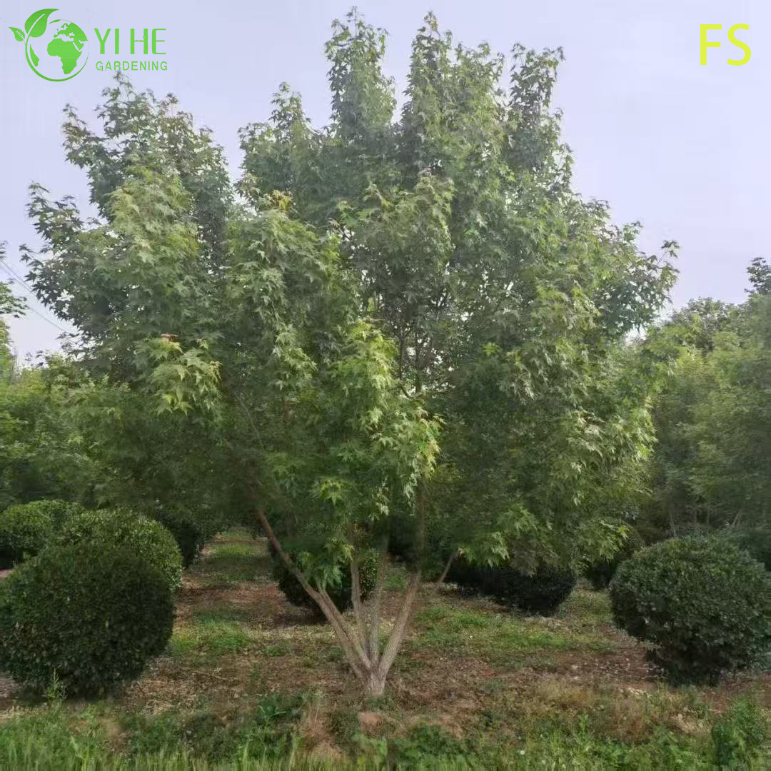 Клен Сахарный (Acer saccharum) – Морозостойкое Дерево, Яркая Осенняя Окраска, Опт