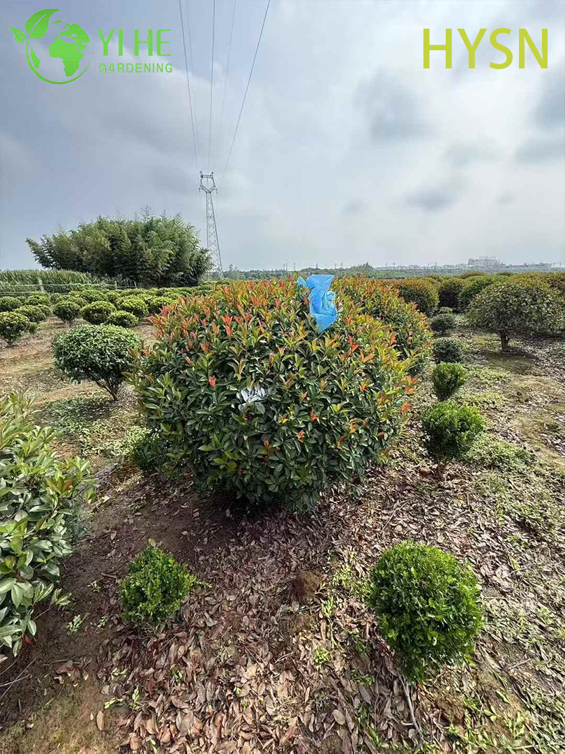 Фотиния Фрэзера (Ред Робин) – Вечнозеленый Кустарник для Живой Изгороди, Опт, Экспорт