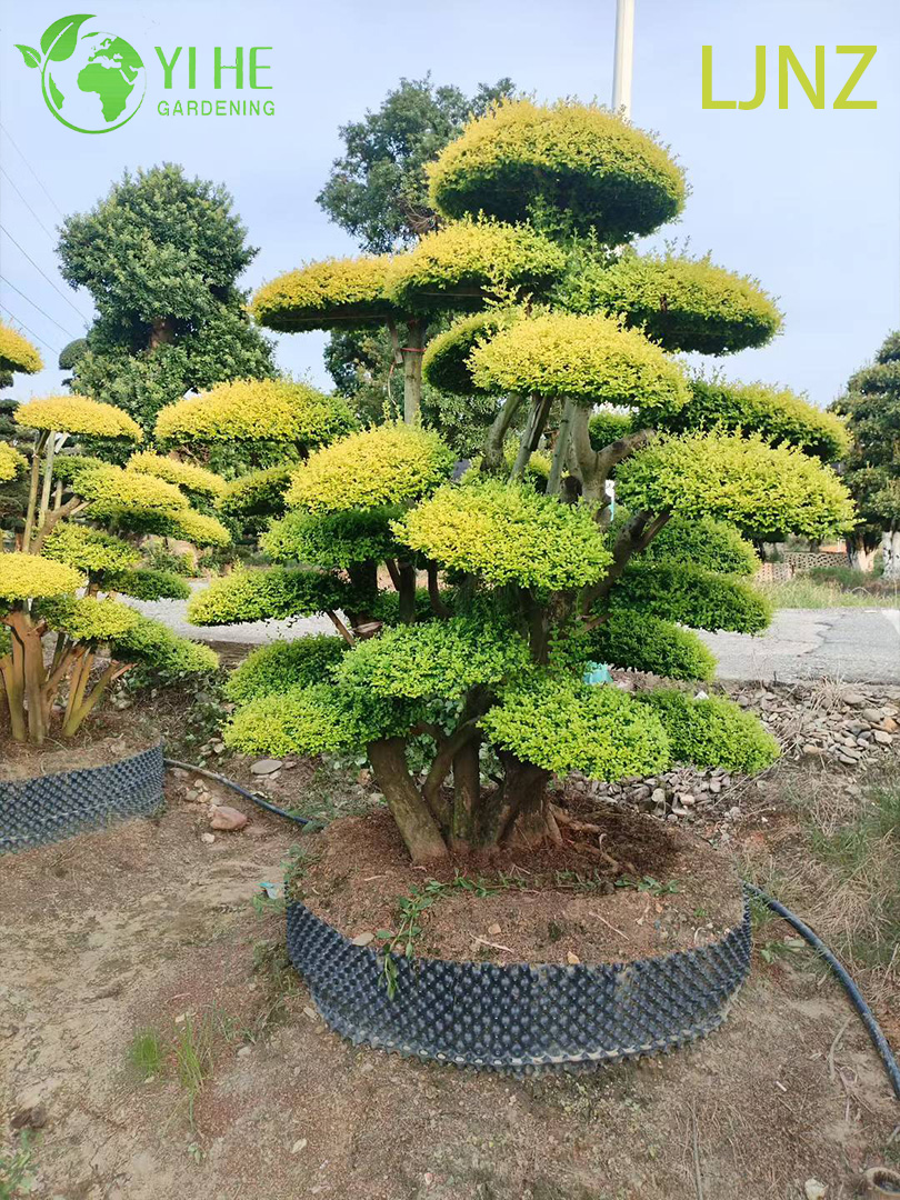 Бирючина Блестящая ‘Брайт Кристал’ – Вечнозеленая Пестролистная Изгородь, Опт, Экспорт