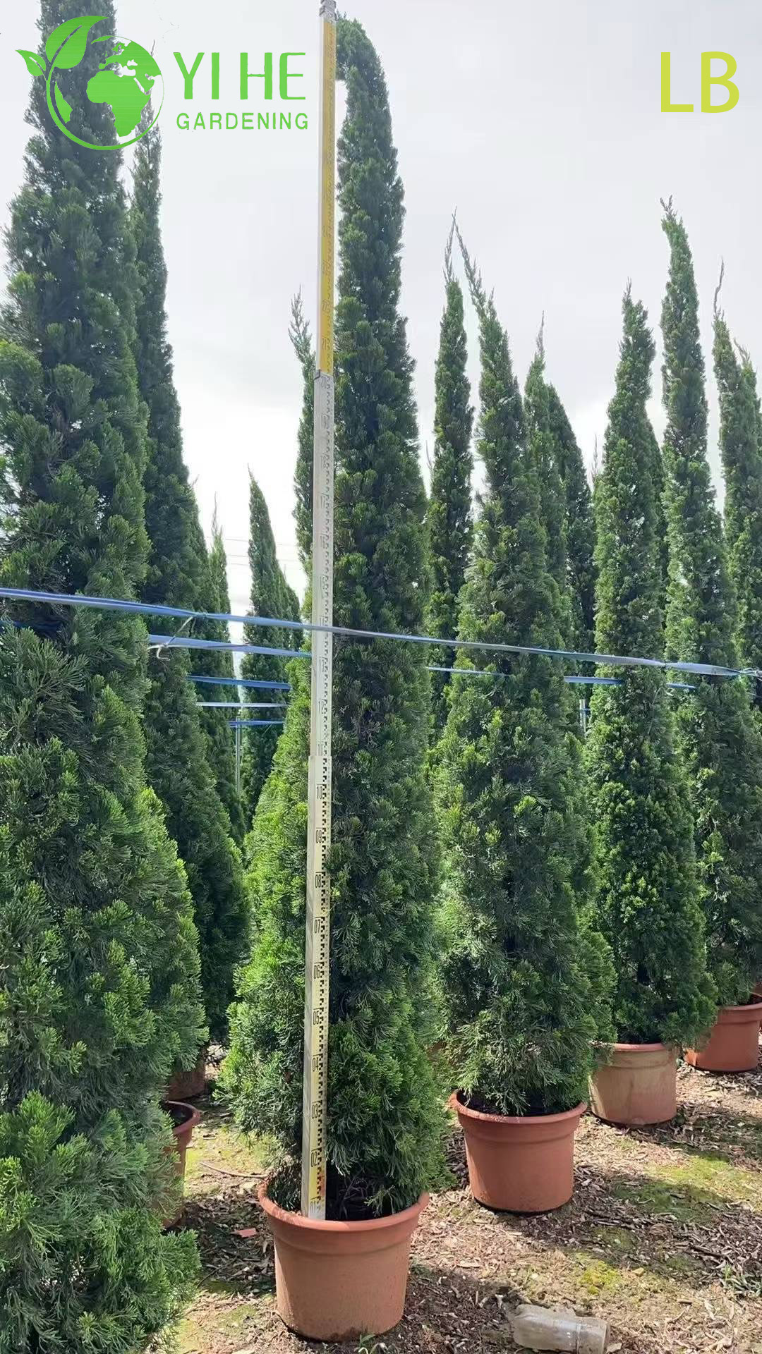 Можжевельник Китайский ‘Кайзука’ – Декоративное Вечнозеленое Топиарное Дерево, Опт, Экспорт