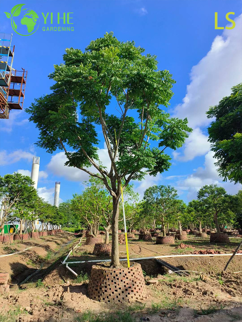 Кёльреутерия Двойноперистая – Золотое Цветение, Красные Плоды, Морозостойкое Теневое Дерево, Опт