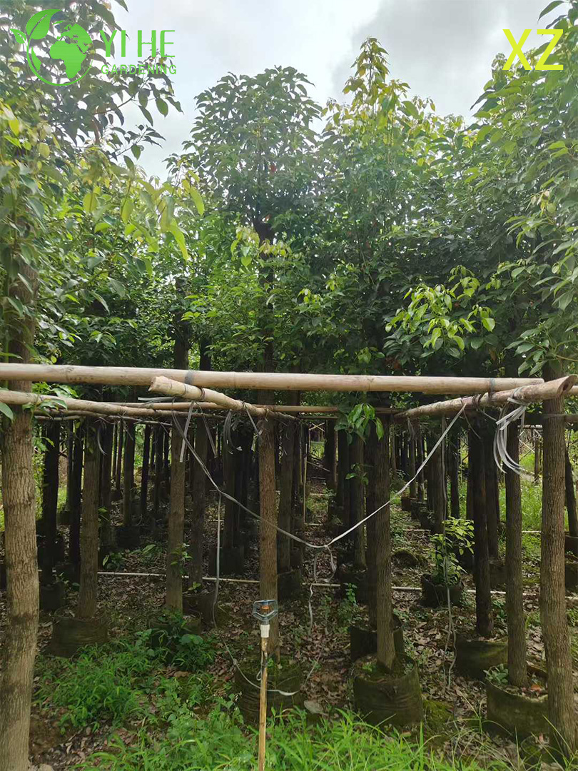 Коричник Камфорный (Камфорное Дерево) – Вечнозеленый Ароматный Солитер, Опт, Экспорт